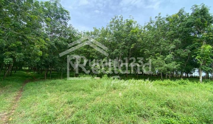 Land in Krajan Sawangan, Batang (Si 8375)