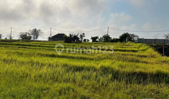 Land 5,5 Are For Leasehold 28 Years In Nyanyi, Tabanan