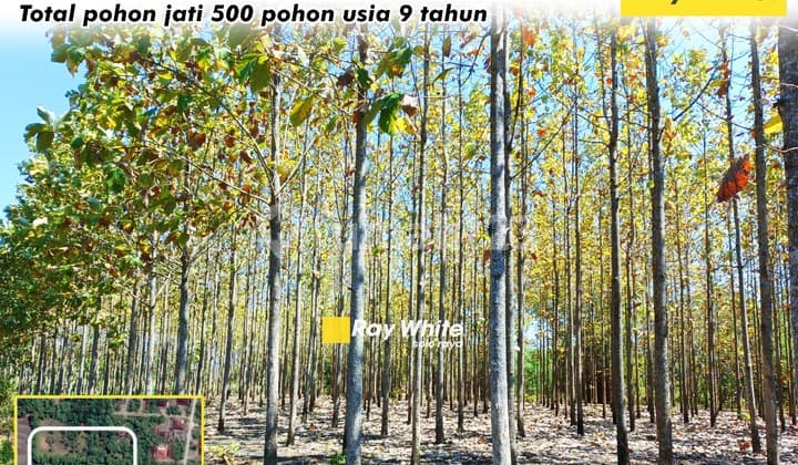 Tanah Bonus Pohon Jati Cocok untuk Inves di Giriwoyo Wonogiri