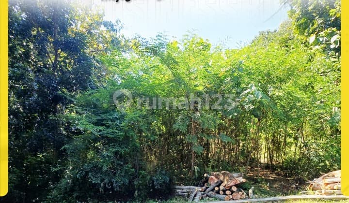 Tanah di Mojogedang Luas 1300M Dijual 180 Juta Saja