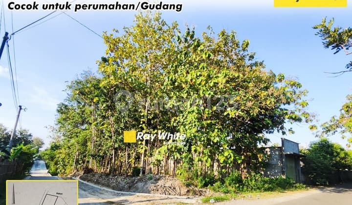 Tanah Bonus Pohon Jati Zona Kuning di Tasikmadu Karanganyar