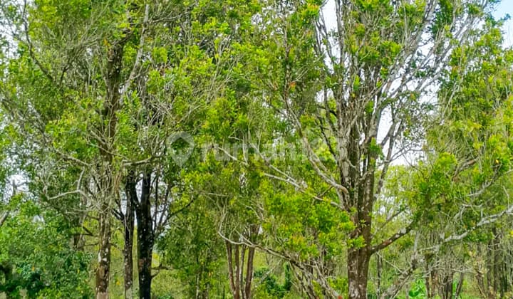 Kebun Cengkeh, Durian, Kelengkeng di Ciemas Sukabumi, Dekat Bogor