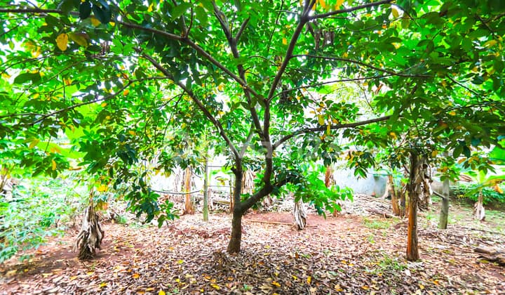 TANAH KAVLING DI KALIMALANG, DEKAT CAWANG, DUREN SAWIT, MAKASAR, PONDOK KELAPA, COCOK UNTUK CLUSTER BARU, KEBUN