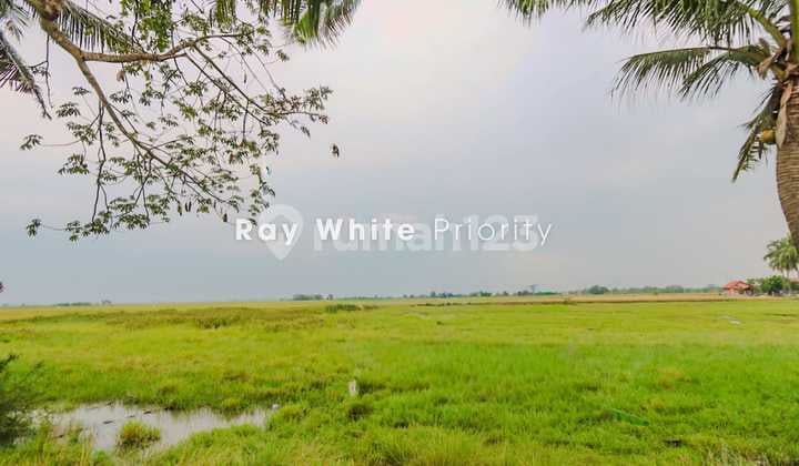 Tanah 7,8 Ha Gunung Sari Mauk Tangerang Banten, arah ke Balaraja