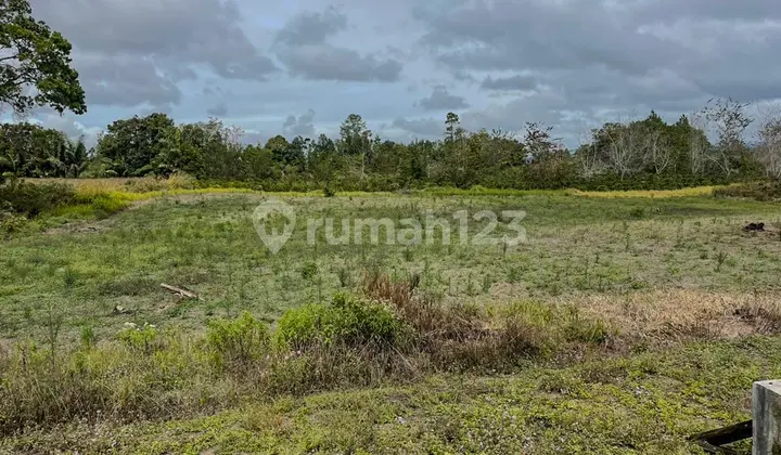 Kebun di Lintong Nihuta Sumatera Dekat Dolok Sanggul Paranginan