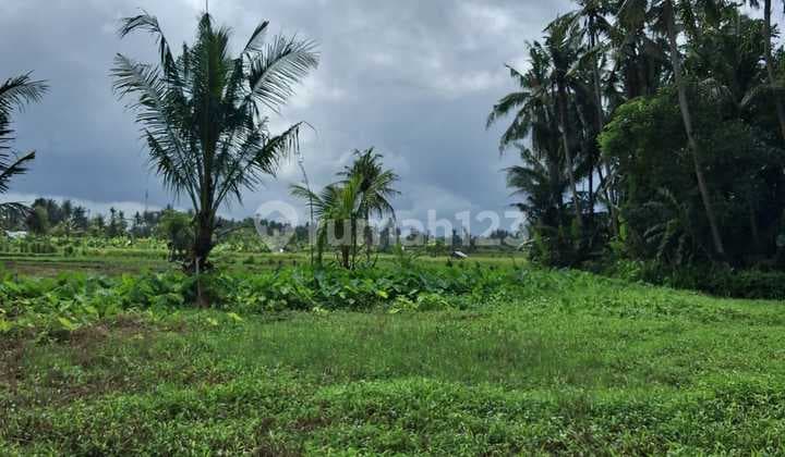 Ubud Mas Rice Field View Land Lease 30 Are