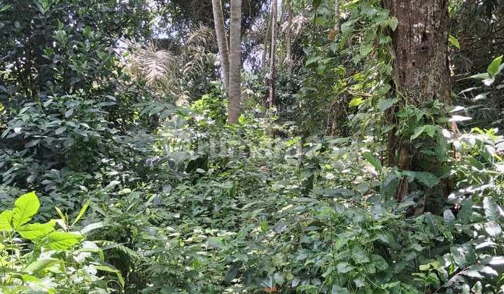 Ubud Singapadu River View Land Lease 2300 M2