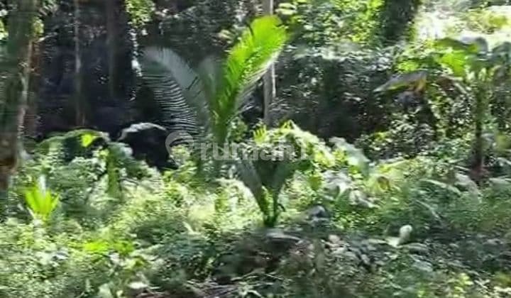 Ubud Valley Jungle View Land Lease 2500 Ubud Gianyar