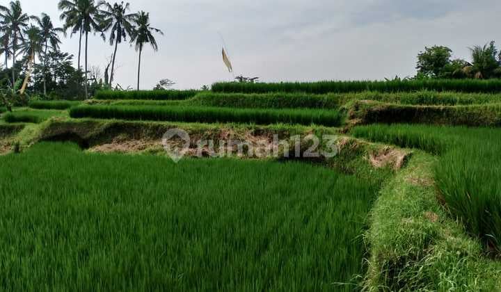 Pejeng Gianyar Rice Field View Land Lease 1100 M2