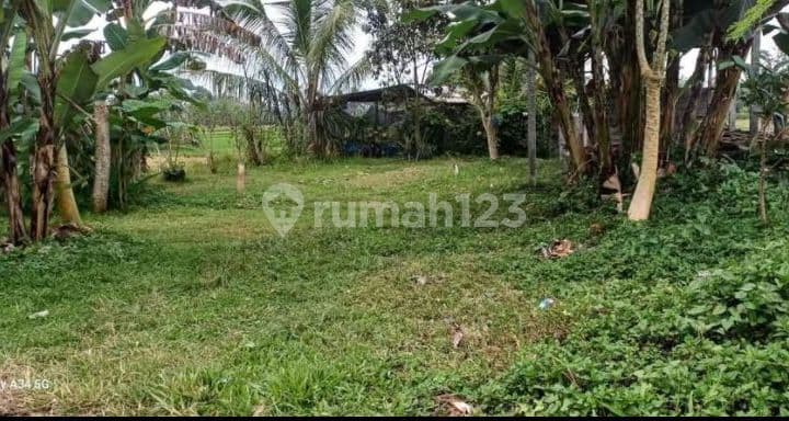Gianyar Near Ubud Rice Field View Land Sale 2490 M2