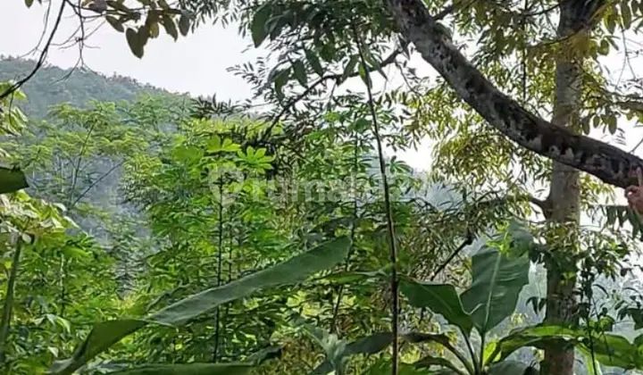 For Sale: Durian, Rambutan, Avocado Orchard Land, etc.