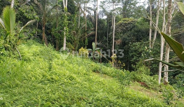 Tanah.murah Di Tegalalang