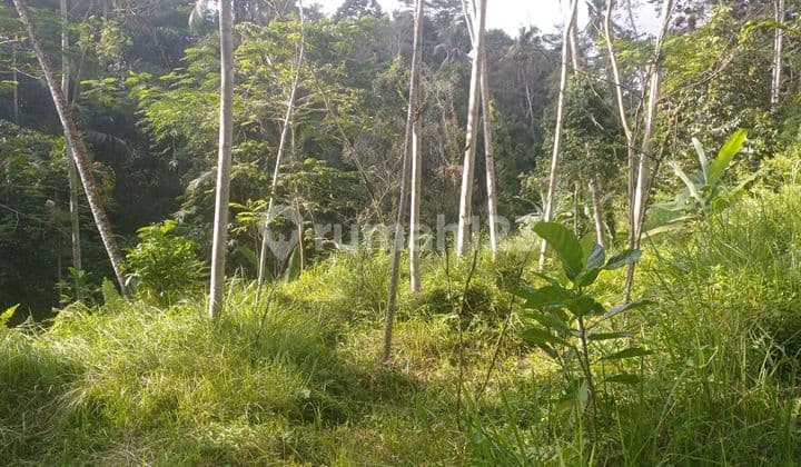 Tanah Sewa 20 Menit Ke Ubud View Hutan Dan Lembah
