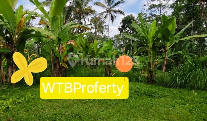 Di Jual Tanah Murah6 Are Tegallalang