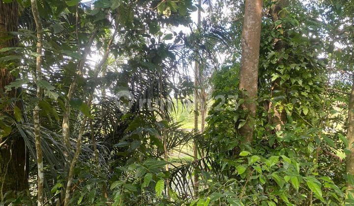 Rice Field View Leasehold Land 10 Minutes to Ubud City