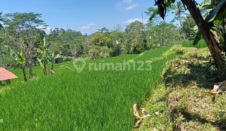 Land For Rent .10.Are