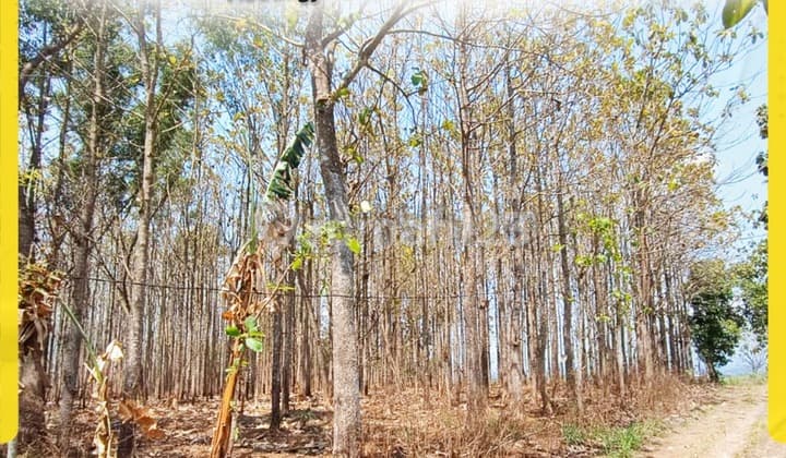 Tanah Kebun Jati Dijual di Kedungjeruk Mojogedang Karanganyar