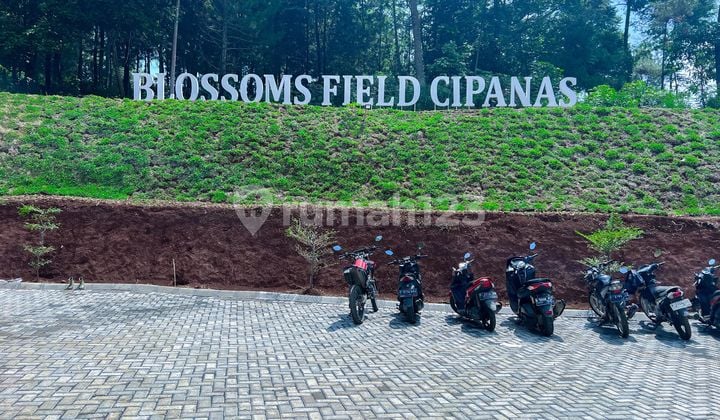 Jual Tanah Murah Shm Puncak Cipanas Tanah Blok Daisy