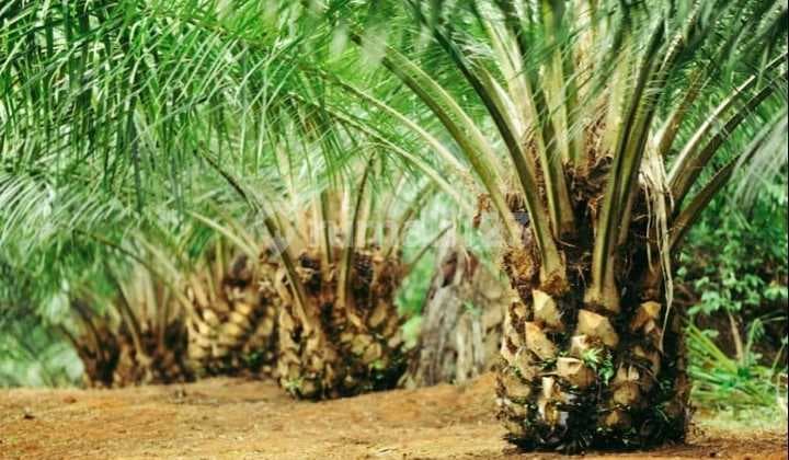 Kebun Sawit 47.8 Hektar Produktif Panen Melimpah Di Waringin Kalimantan Tengah