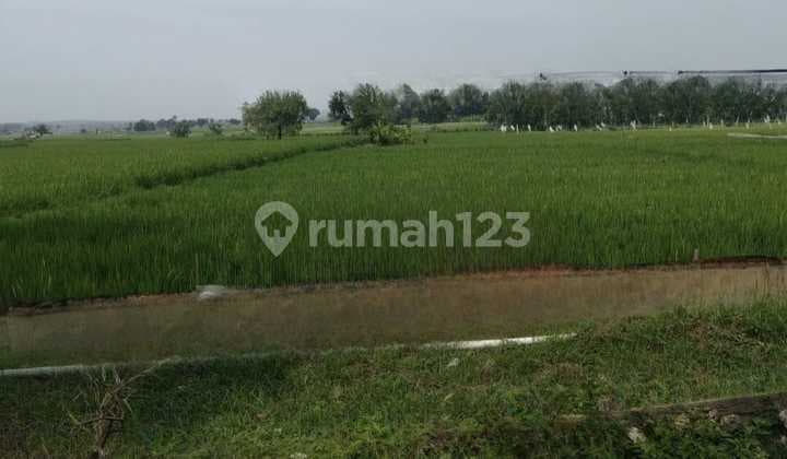 Tanah Pertanian Dan Perkebuan Di Pancur Widang