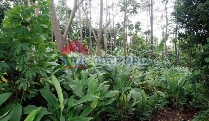 Dijual Tanah Desa Selopanggung Kec. Semen Kab. Kediri Ada Tanaman Pohon Akasia Dikelilingi Jalan Desa