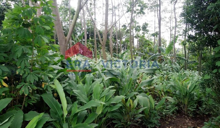 Dijual Tanah Desa Selopanggung Kec. Semen Kab. Kediri Ada Tanaman Pohon Akasia Dikelilingi Jalan Desa