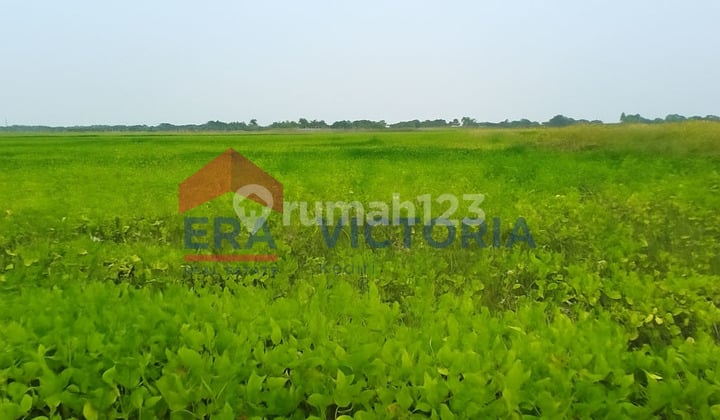 Jual Tanah 6878 m2 SHM Sarirejo, Lamongan