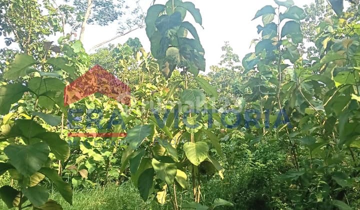 Tanah Kebun Jati Terletak di Ds Karangdagangan Jombang