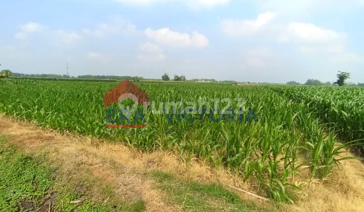Jual Tanah 16057 m2 SHM Badas, Kediri 3 Menit dari Balai Desa Ringinpitu