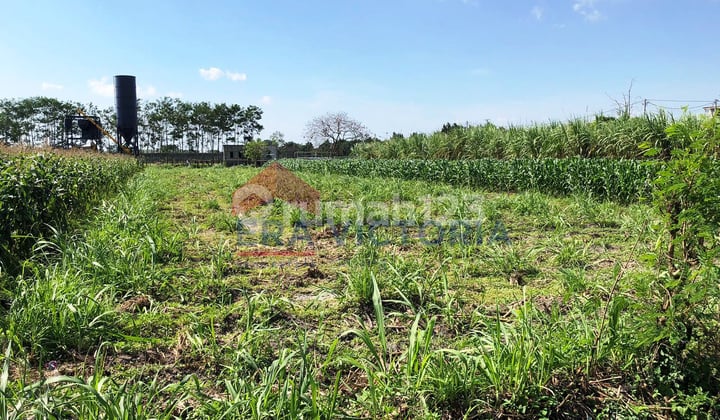 Tanah di Ngasem, Kediri SHM 1.237 m²