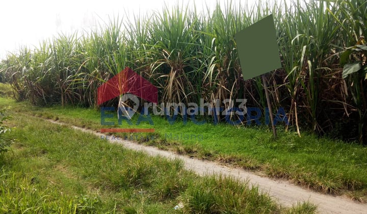 DIJUAL Tanah Sawah Di Kembangan, Ngasem, Kab Kediri. Dekat Dengan Perumahan Dan Rumah Kampung, Cocok Untuk Dibangun Perumahan, 15 Menit Ke Kantor Bupati, 20 Menit Ke Kantor Camat, 5 Menit Ke Tempat Hiburan & Kawasan Kuliner