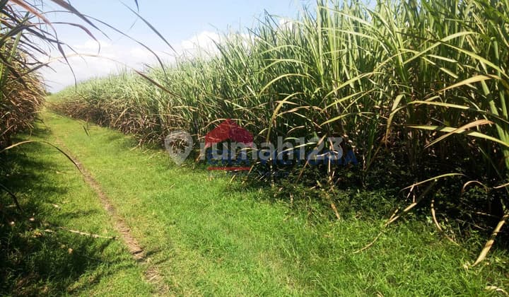Tanah Dijual di Banjarejo, Ngadiluwih Kabupaten Kediri, Tanah Diapit 2 Jalan Timur Dan Barat, Legalitas Sudah Shm, Cocok Untuk Perumahan, Rumah Huni, Gudang, Toko, Atau Usaha