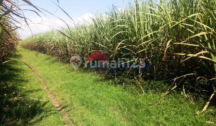 Tanah Dijual di Banjarejo, Ngadiluwih Kabupaten Kediri, Tanah Diapit 2 Jalan Timur dan Barat, Legalitas Sudah SHM, Cocok untuk Perumahan, Rumah Huni, Gudang, Toko, atau Usaha