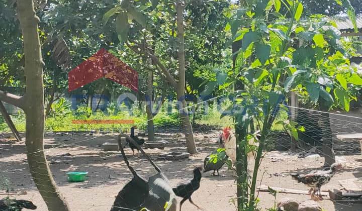 DIJUAL Tanah Dekat Kawasan Makan Bung Karno, Area Ramai Cocok untuk Tempat tinggal, 15 Menit ke Pusat Kota Blitar