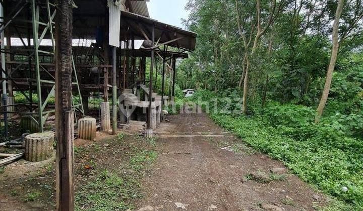 DIJUAL BUTUH CEPAT LAKU PETERNAKAN AYAM PETELUR DI PASURUAN