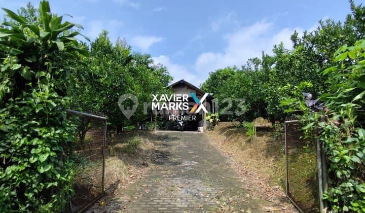 Tanah Kebun Jeruk Produktif di Bumiaji - Kota Batu