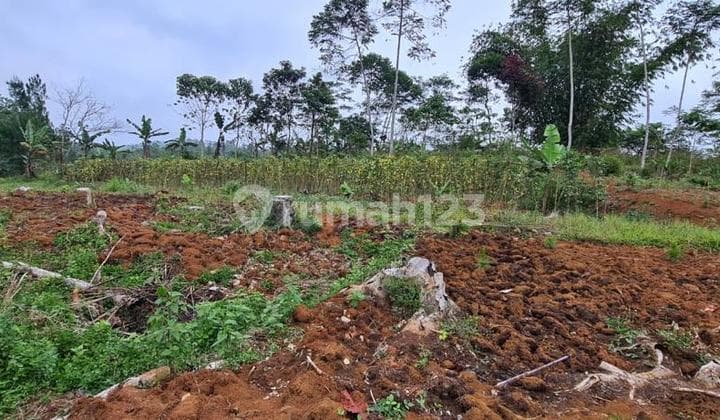 DIJUAL TANAH 1,8 HEKTAR DAERAH SUKABUMI BESERTA 3000 POHON PINUS