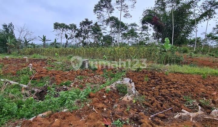 DIJUAL TANAH 1,8 HEKTAR DAERAH SUKABUMI BESERTA 3000 POHON PINUS