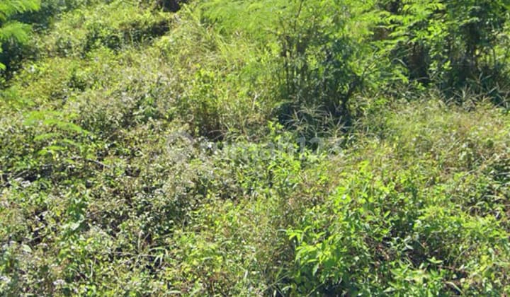 Tanah Sewa Murah di Saba Siap Bangun Vila Rumah