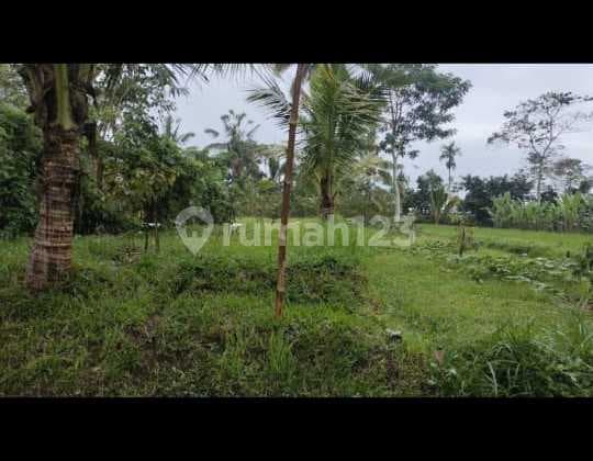 Tanah Bonus Kebun Durian Dan Rumah Bali Cocok Investasi