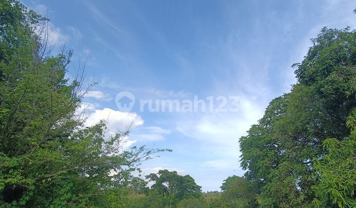 TANAH LOS SUNGAI JUNGLE RICE FIELD VIEW LINGKUNGAN VILLA