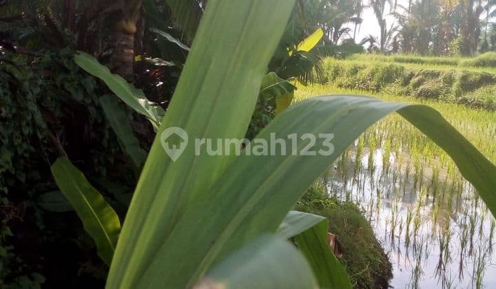 TANAH SUDAH ADA IMB VIEW SAWAH DAN JUNGLE COCOK VILLA RENTAL