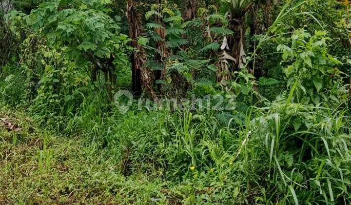 TANAH UNTUK VILLA RENTALS DEKAT AIR TERJUN BANYUWANA