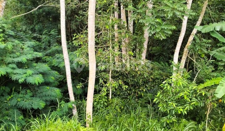 TANAH VIEW SUNGAI LEMBAH SAWAH COCOK INVESTASI