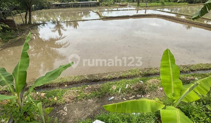 Tanah View Sawah Lingkungan Vila Zona Kuning