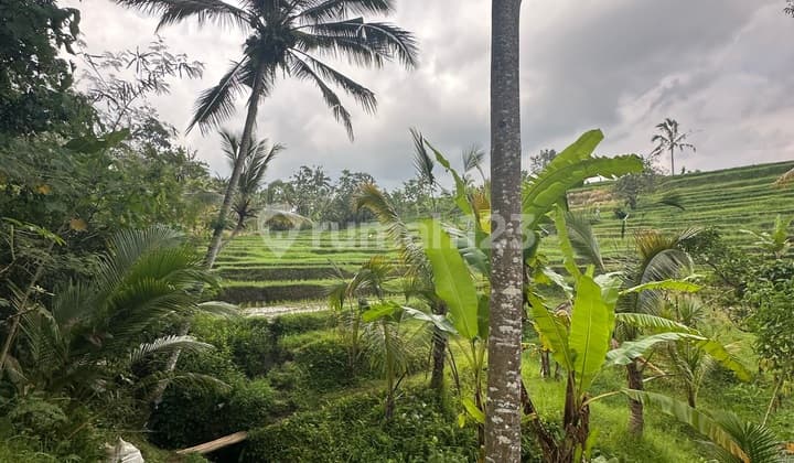 Tanah View Sungai Sawah Jl Besar Jatiluwih