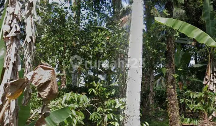For Sale Cheap Active Garden Land in Tabanan