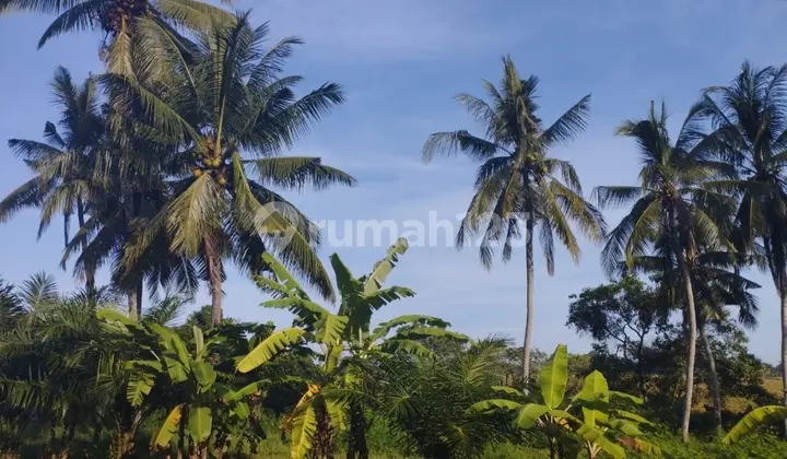 Tanah Murah Cemagi View Sungai Hutan Jl 6 Mtr