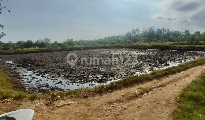 Tanah untuk Tambak Harga Murah Siap Pakai