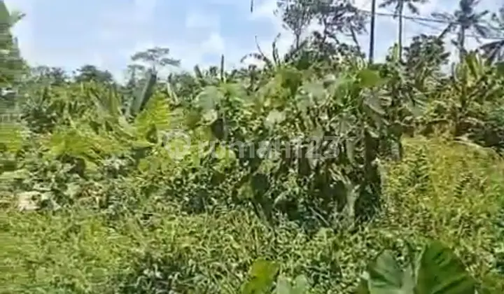 Tanah Jl Utama Jatiluwih View Hutan Lembah Sungai